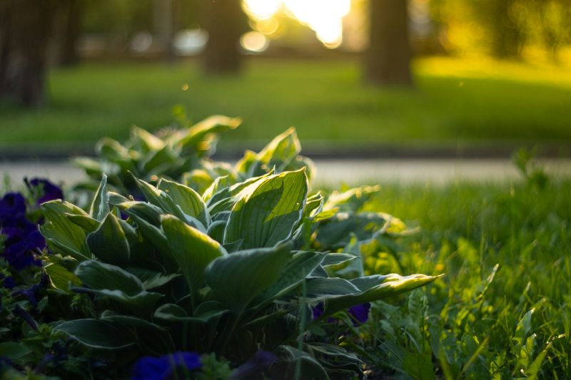 Landscaping in Hawthorne