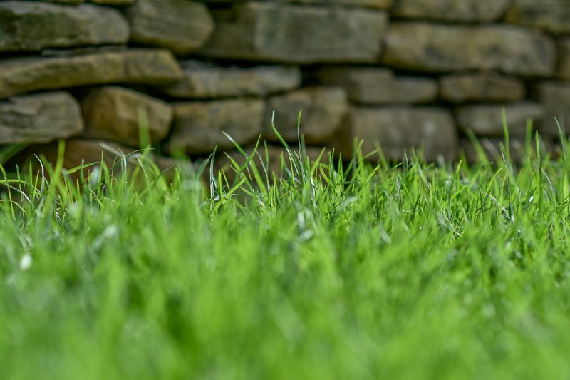 Lawn Care & Treatments